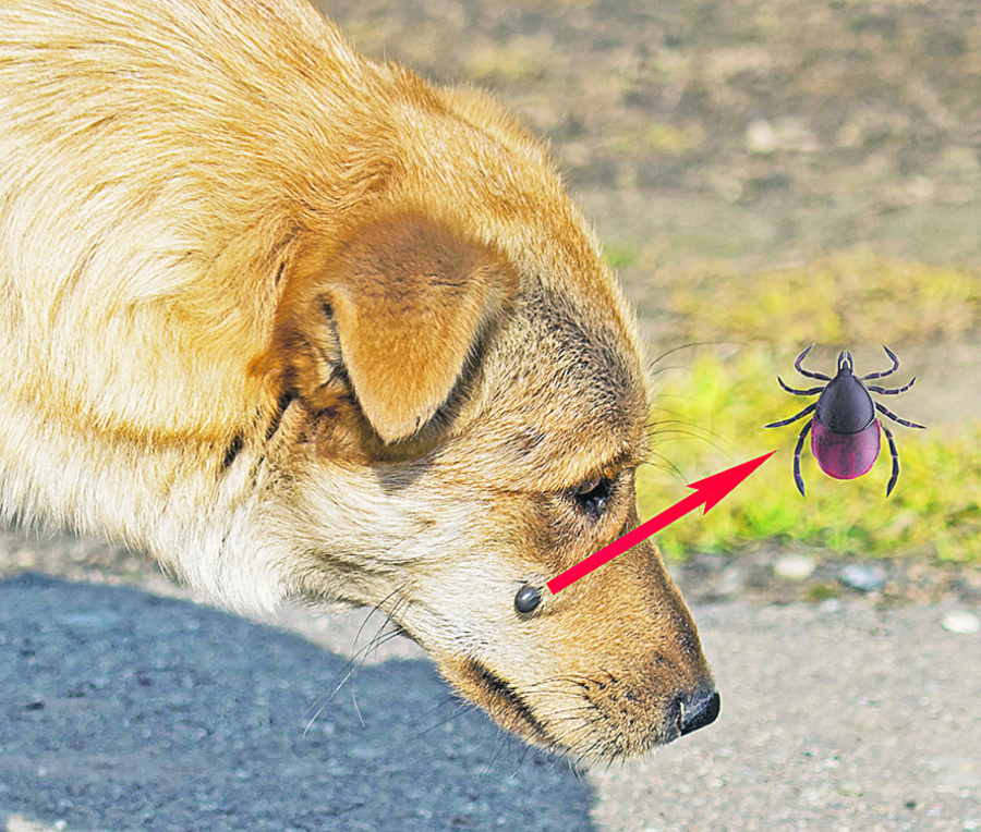 PAZITE SE ZA PRVI MAJ! Ako sretnete neku od ovih životinja evo kako da postupite