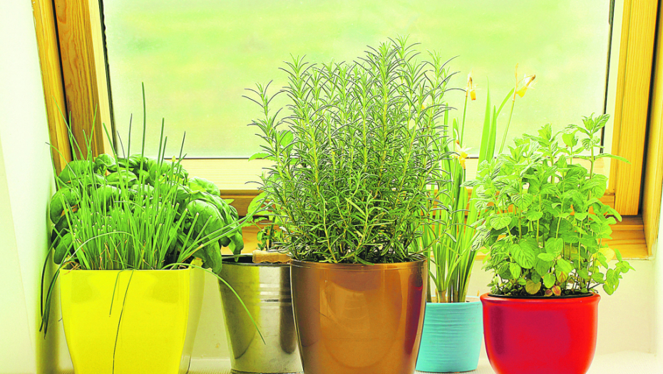 ČETIRI SVETE BILJKE KOJE MORATE IMATI Lekovite su, a štite kuću i porodicu