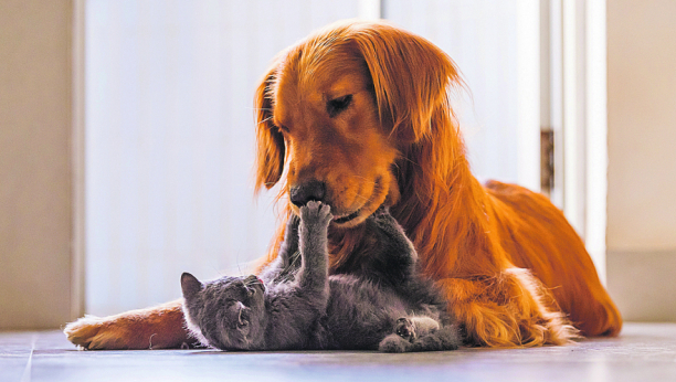 KAKO ŽIVOTINJE PODNOSE POMERANJE SATA Stručnjaci objasnili kako ova promena utiče na njih