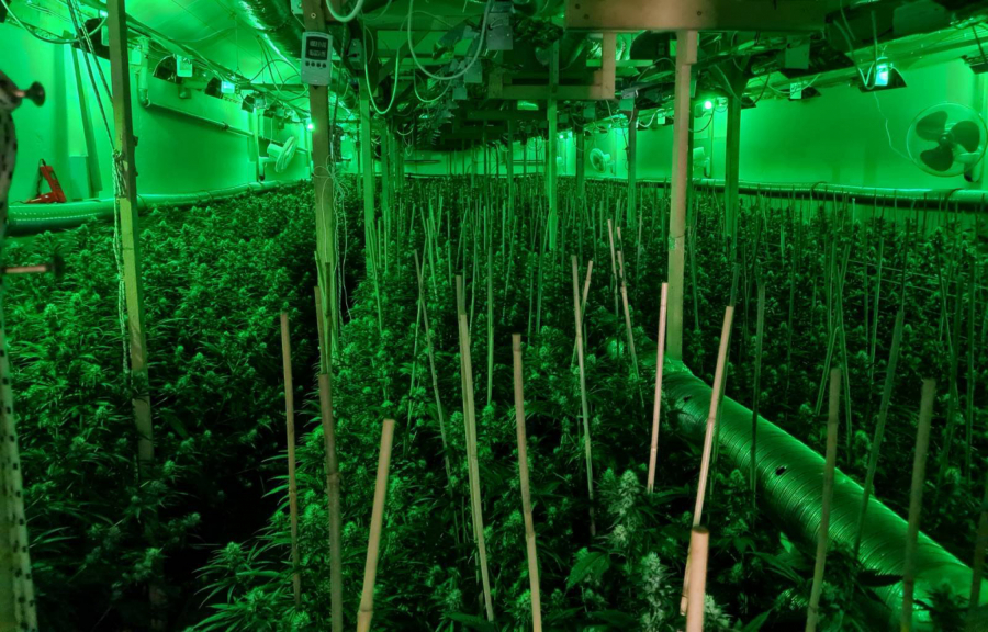 OTKRIVENA LABORATORIJA ZA UZGOJ MARIHUANE KOD UBA Ministar Vulin čestitao policiji (FOTO)