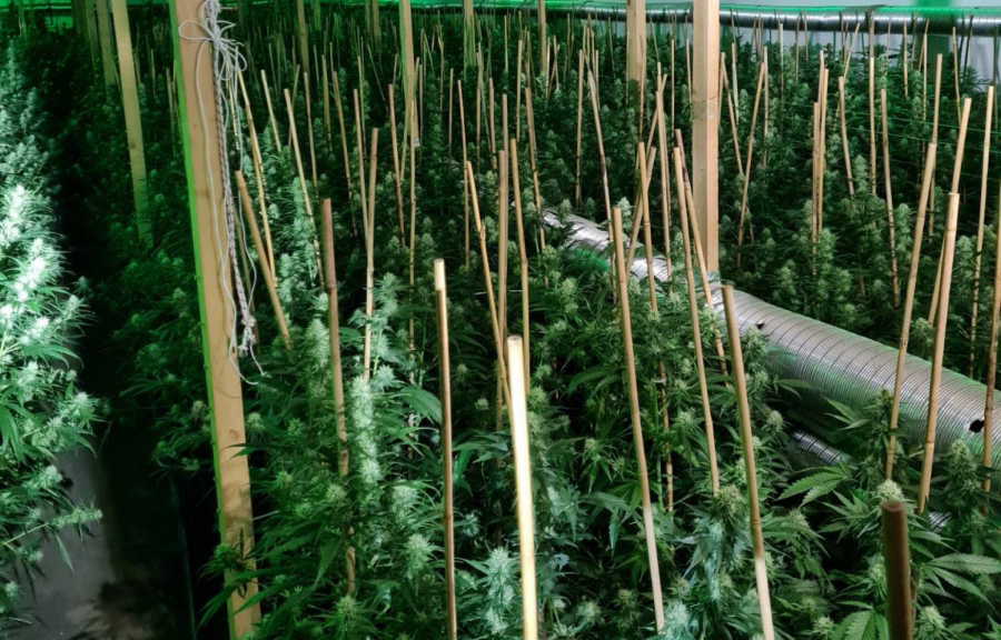 OTKRIVENA LABORATORIJA ZA UZGOJ MARIHUANE KOD UBA Ministar Vulin čestitao policiji (FOTO)