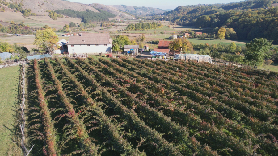 SLIKA ZA PONOS SRBIJE Marko Trnavac osim što je zlatni trubač Guče, on je i vredan poljoprivrednik (FOTO)