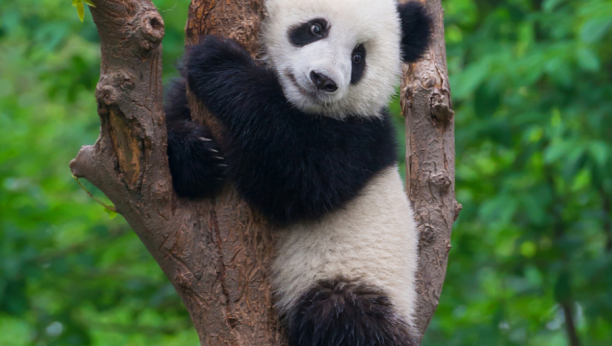 KINA POKREĆE ISTRAGU! Uginula poslednja džinovska panda na Tajlandu!