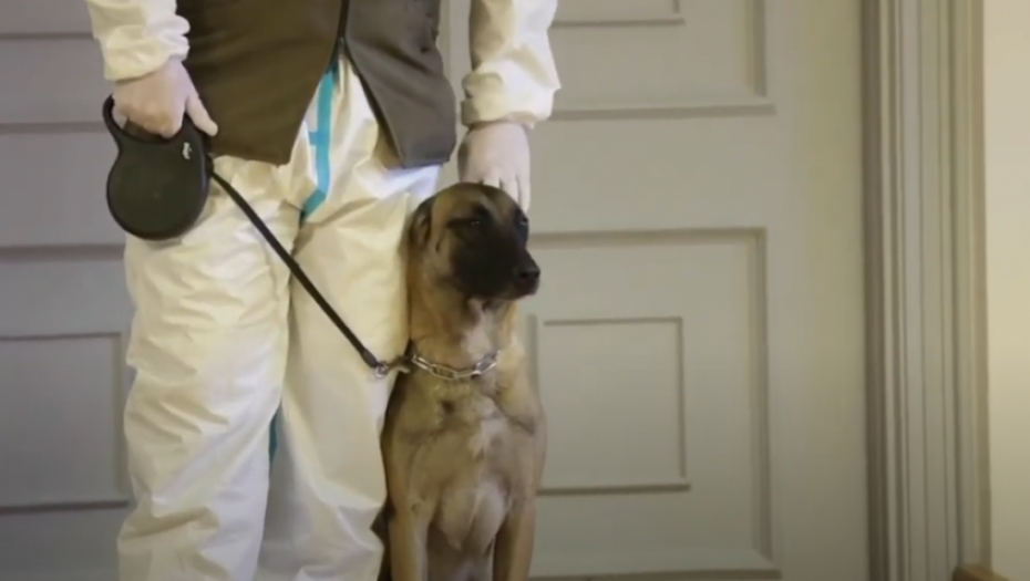 JEDNA ZEMLJA ĆE ZABRANITI DRŽANJE KUĆNIH LJUBIMACA Paprena kazna za sve koji se usude da šetaju psa