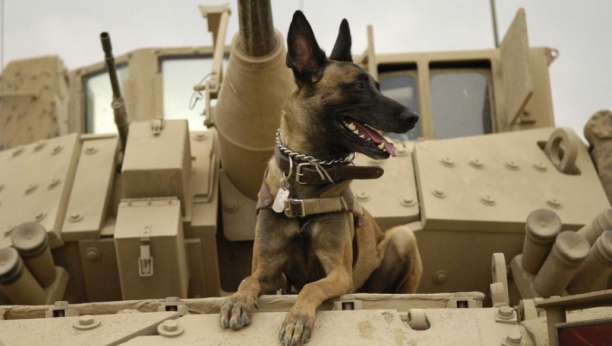 PROCENAT USPEŠNOSTI IZNAD 80 ODSTO Austrijska vojska obučila dva psa da nanjuše korona virus
