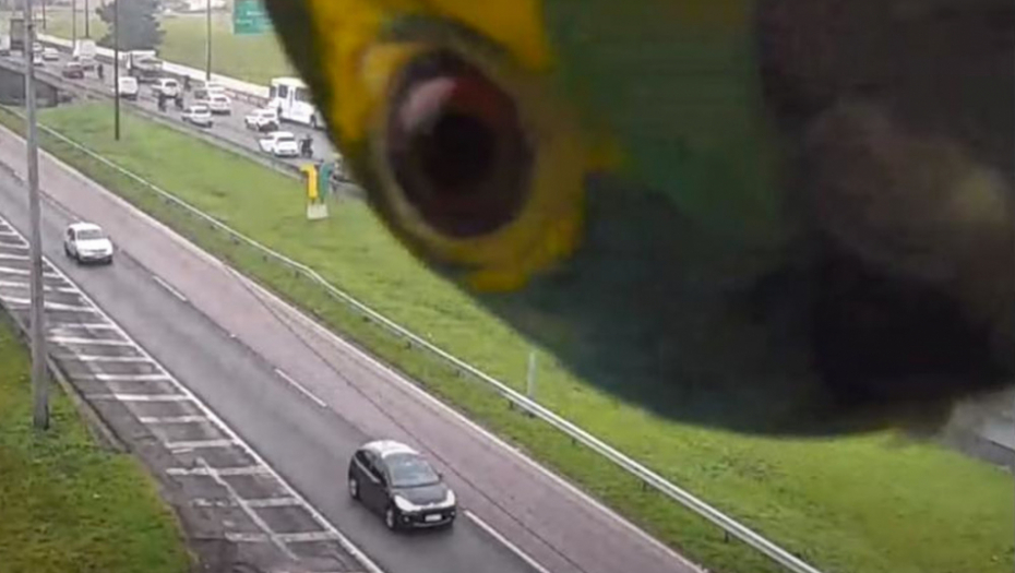 APSOLUTNI HIT! Papagaj koja upada u kadar dok snima nadzorna kamera oduševio svet! (VIDEO)