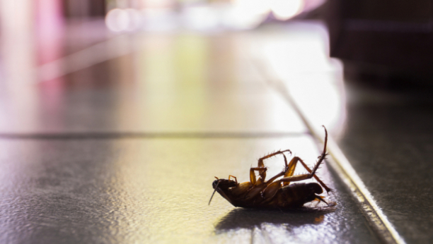 REŠITE SE BUBA ZAUVEK POMOĆU OVE SMESE Komarci i ostali insekti će bežati od vaše kuće