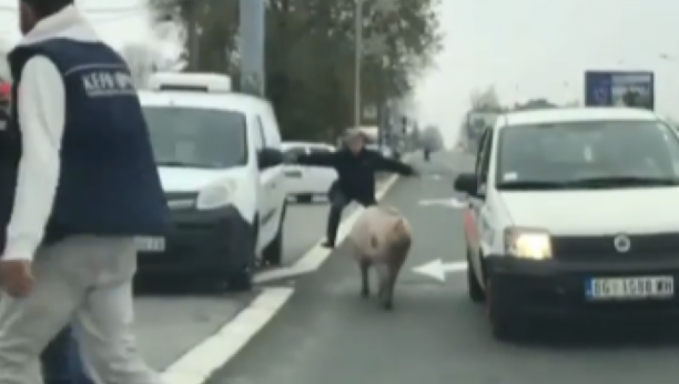 HIT Dvojica jure svinju kod Pančevačkog mosta, nesrećna životinja blokirala saobraćaj! (VIDEO)