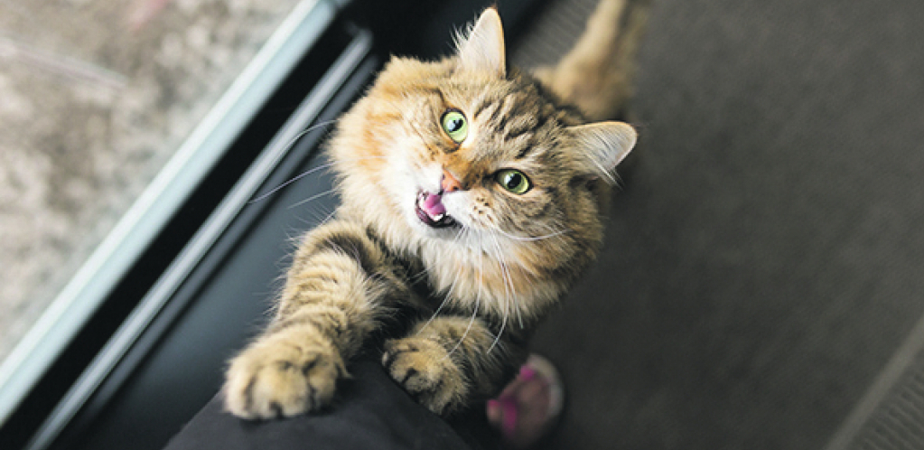 IMATE OSEĆAJ DA RAZGOVARAJU SA VAMA Mjauču ko bebe radi pažnje