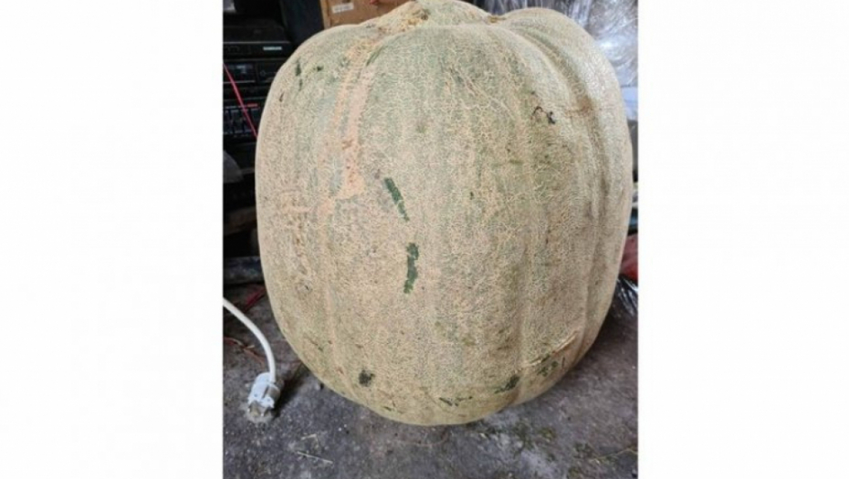 REKORDERKA NA IMANJU RADOJKA Džinovska tikva teška je skoro 70 kilograma i ne zna šta da radi sa njom (FOTO)