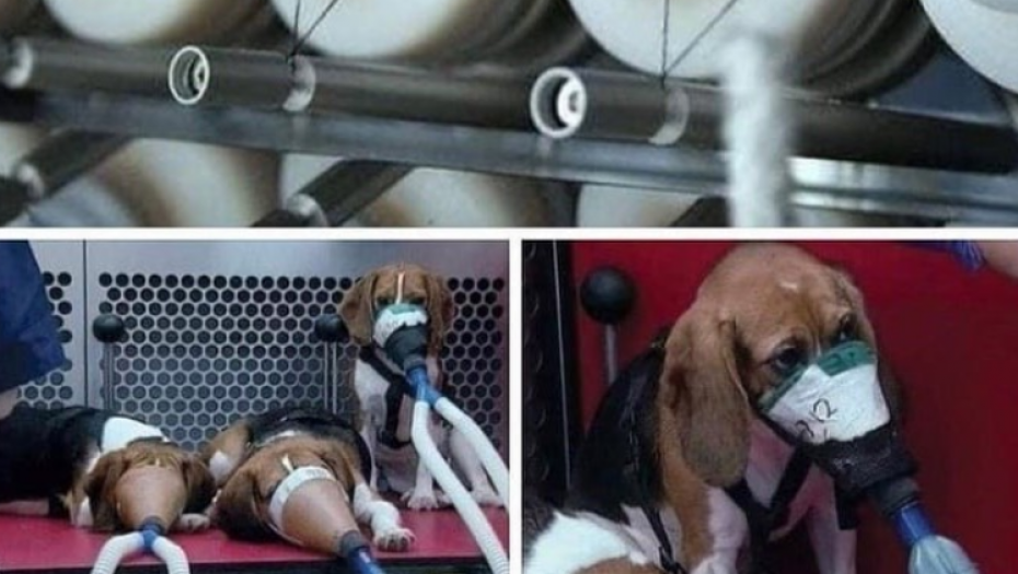 ZAUSTAVIMO NASILJE Duvan se testira na životinjama: Napravi im se otvor u grlu da prođe cev za udisanje dima, a cigaretni asfalt im se nanosi na kožu - razlog je JEZIV!