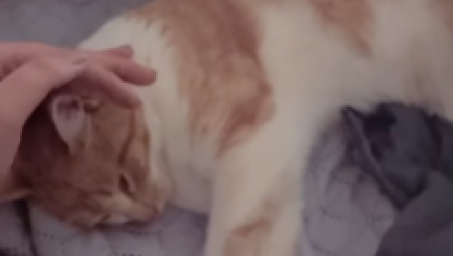 ZBOG NJEGA PLAČE CELA SRBIJA Mačak pokojnog Zukorlića skamenjen od tuge, nije želeo da napusti muftijin grob, a sada potpuno zanemeo (FOTO/VIDEO)