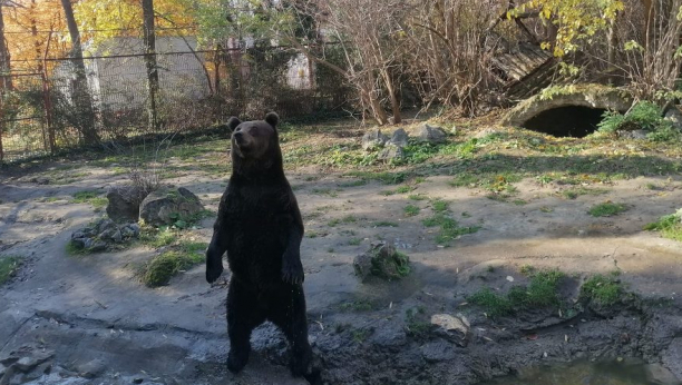 ZOO VRT U PALIĆU IMA PRAVU ATRAKCIJU Medved ne gubi vreme, od posetilaca traži hranu