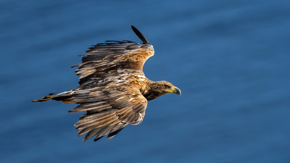 VIC DANA Ulaze tri orla u kafanu...