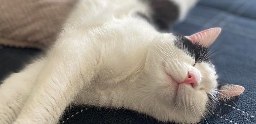 Vole da se lickaju: Zašto mačke vode toliko računa o svom krznu?