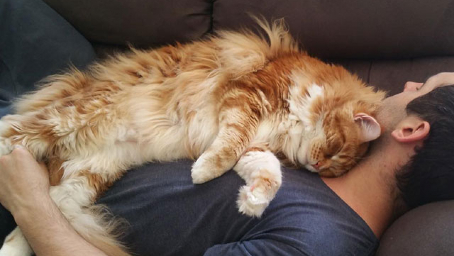 OVO SIGURNO NSTE ZNALI Evo zašto mačke najslađe zaspu na vašim grudima