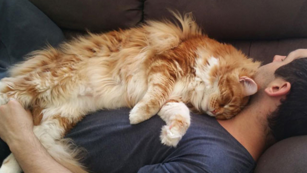 OVO SIGURNO NSTE ZNALI Evo zašto mačke najslađe zaspu na vašim grudima