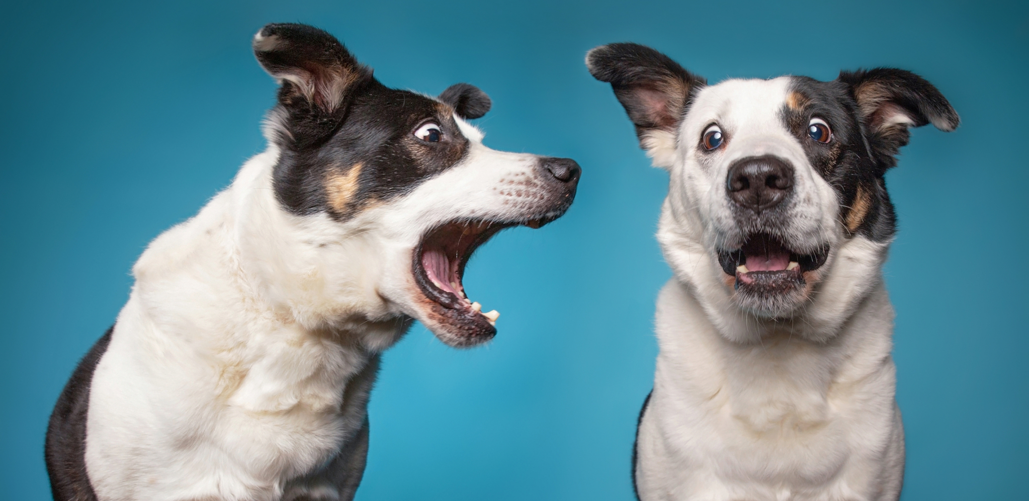 VIC DANA Idu dva psa ulicom i prvi kaže drugom...