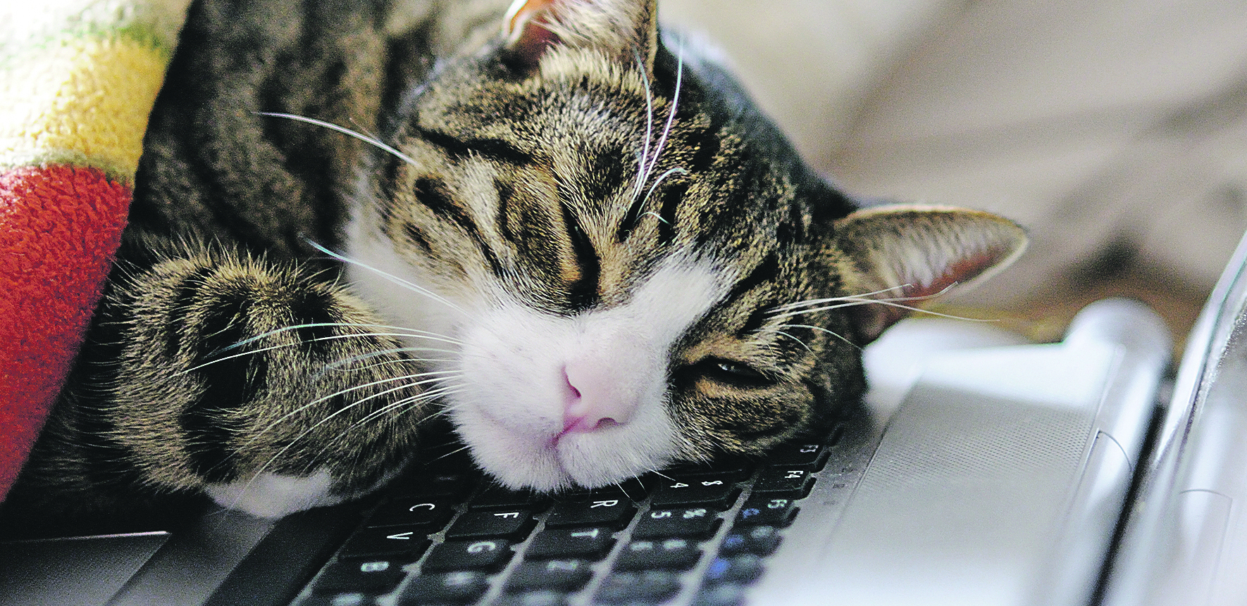 Zašto mačke vole da legnu na laptop i kako ih u tome sprečiti?