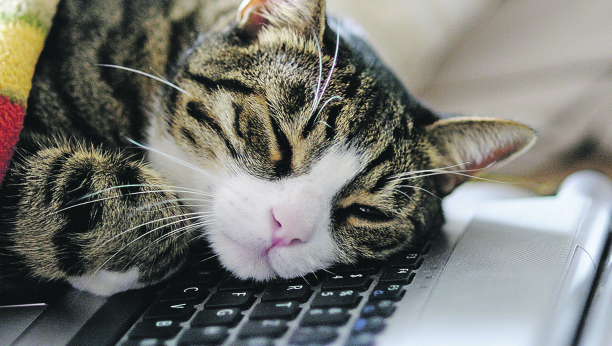 Zašto mačke vole da legnu na laptop i kako ih u tome sprečiti?