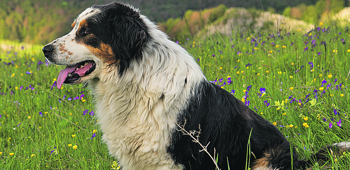 Predstavljamo rasu tornjak