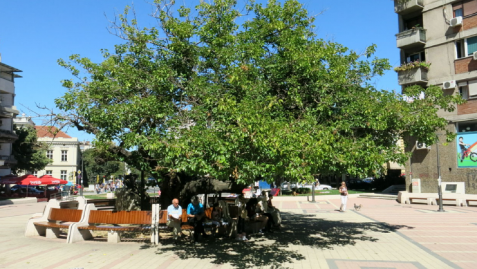 SMANJUJE HOLESTEROL I JAČA KARDIOVASKULARNI SISTEM Ova biljka pomaže i u mršavljenju