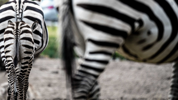 VIC DANA Šta pita konj zebru kada je vidi?