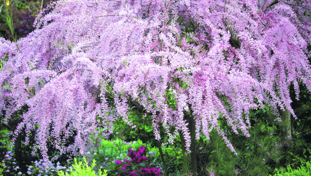 DONOSI NESREĆU I SMRT Prema verovanju starih Slovena ovu biljku nikako ne treba sadite blizu kuće