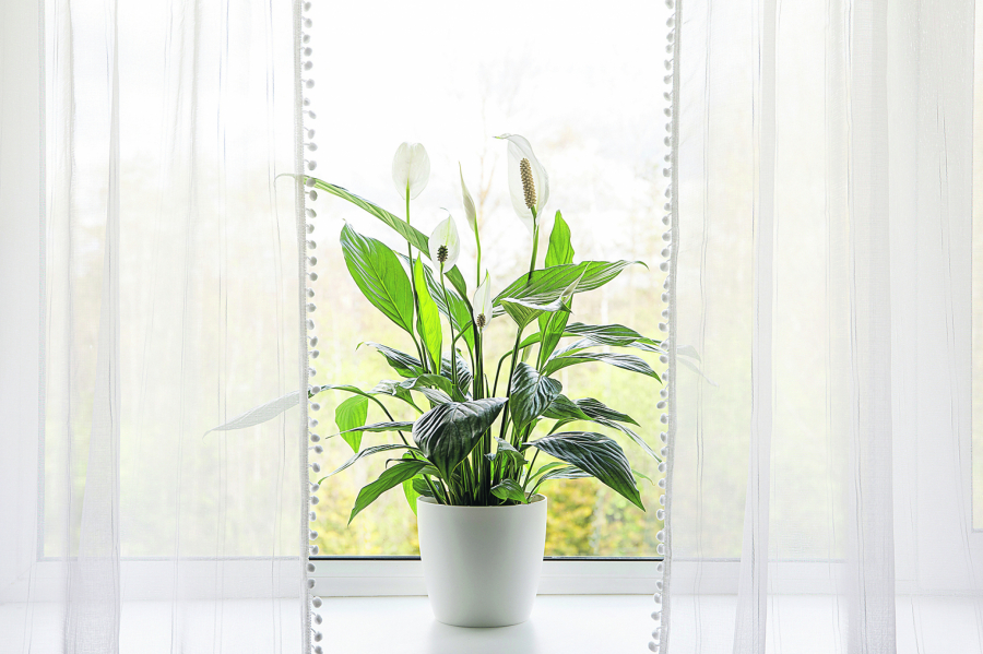 IZBACITE GA IZ KUĆE Ovo cveće donosi lošu sreću i zlo u vaš dom, a da to i ne znate