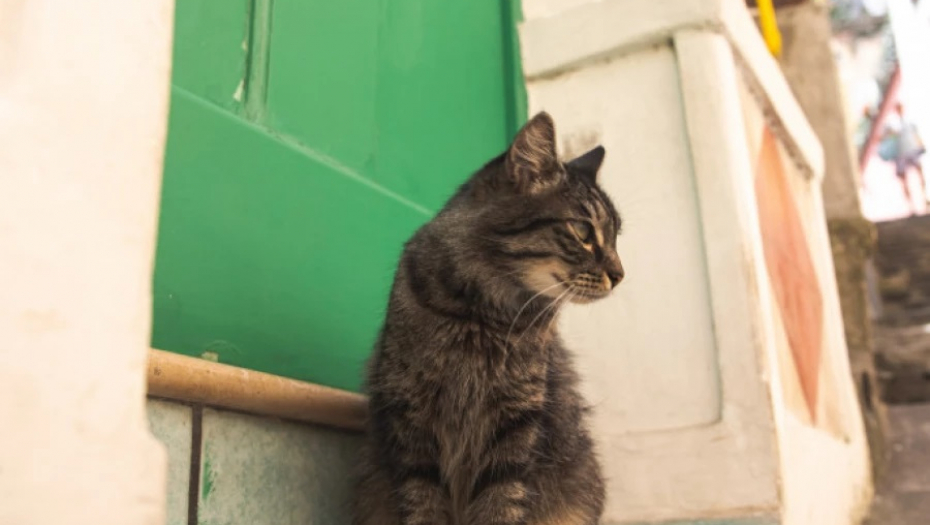 ŠTA JE TO DONELA? Nahranili su mačku lutalicu, a onda se desilo nešto neočekivano (VIDEO)