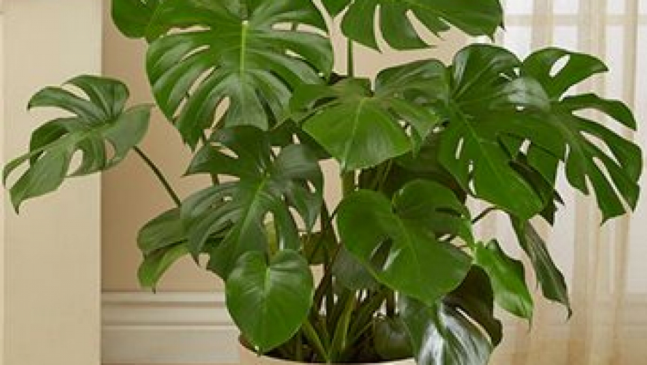 NAPRAVITE ZELENU OAZU U SVOM DOMU Svaka viđenija kuća ima ove 3 sobne biljke