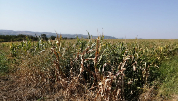 Nenad Božić, jedan od najvećih ratara iz Rače, žuri da obavi pripremu za prolećnu setvu: Njiva je moja fabrika pod nebom