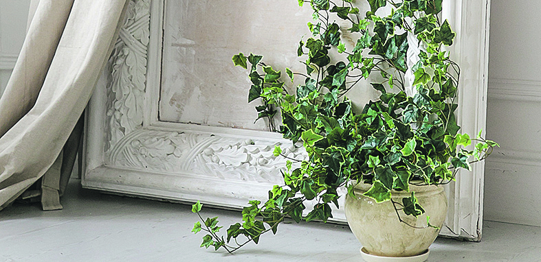 REŠITE SE BUĐI PRIRODNIM PUTEM Ove biljke upijaju vlagu iz kuće