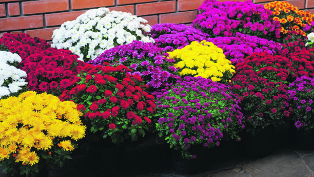 JEFTINO JE, A CVETA SAMO ZIMI Veruje se da će ovo cveće privući sreću ukoliko se posadi oko kuće