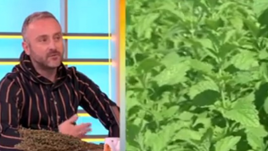 TRAVAR MOMČILO ANTONIJEVIĆ OTKRIO Matičnjak je biljka dugovečnosti - jača srce, čisti krv, otklanja nadimanje, a evo kako se koristi