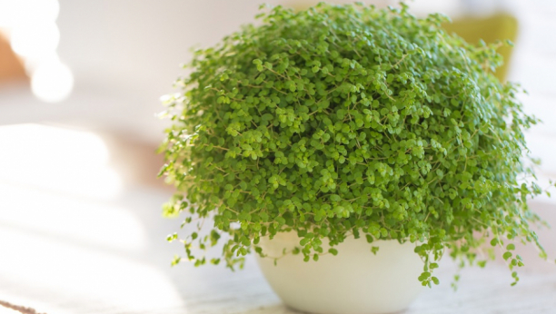 OVA SOBNA BILJKA ISPUNJAVA SVE ŽELJE: Feng šui stručnjaci se "kunu" u nju, uspeva u stanu I dvorištu, a prelaka je za održavanje!