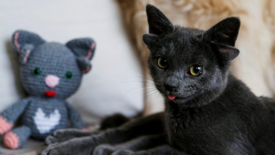 NIKO NE ZNA ODAKLE JE DOŠLA Mačka sa četiri uveta postala internet senzacija