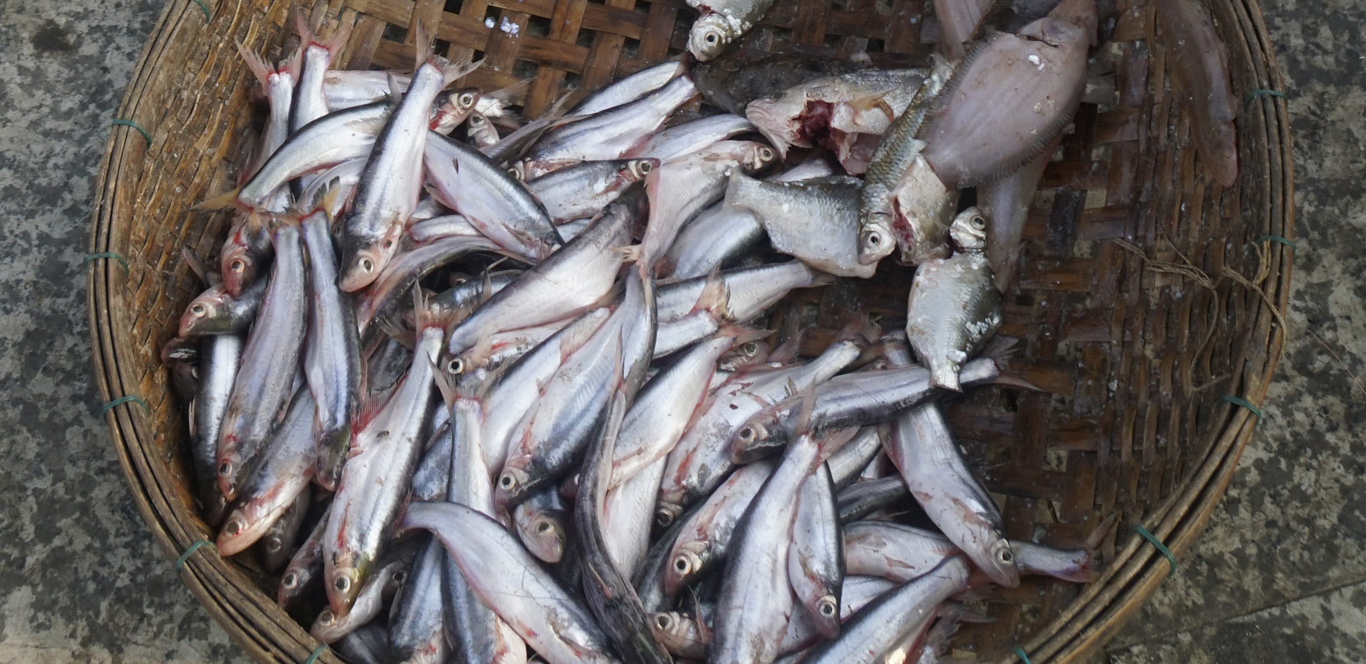 UVELIKO TRAJE BOŽIĆNI POST Evo koje su cene ribe u Novom Sadu