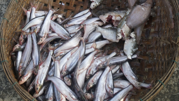 UVELIKO TRAJE BOŽIĆNI POST Evo koje su cene ribe u Novom Sadu