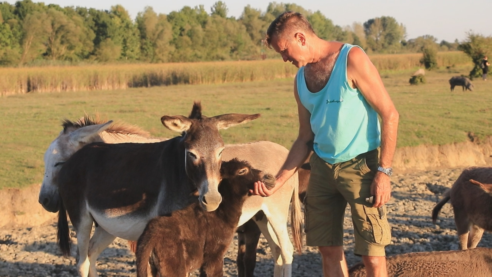 POTRAŽNJA U SRBIJI OGROMNA, PIJU GA I BEBE! Slobodan litar mleka ove životinje proda za 50 evra (FOTO)