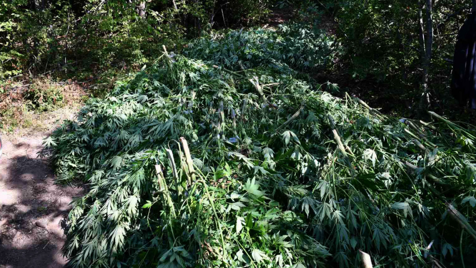 PODNETA KRIVIČNA PRIJAVA PROTIV MLADIĆA NA ZVEZDARI Zbog neovlašćenog držanja opojnih supstanci!