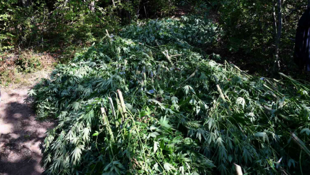 PODNETA KRIVIČNA PRIJAVA PROTIV MLADIĆA NA ZVEZDARI Zbog neovlašćenog držanja opojnih supstanci!