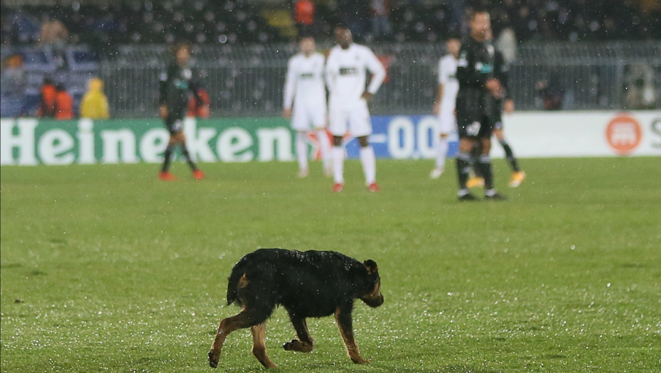 NEPRIJATNO IZNENAĐENJE U HUMSKOJ! Pas uleteo na teren pred meč Partizana, a ono što je uradio ZGROZILO je fudbalere oba tima! (VIDEO)