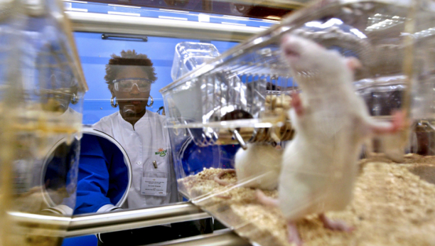 NOVO OTKRIĆE Radnicu laboratorije ujeo miš: Ubrzo je krenuo kašalj i temperatura: Rezultat - pozitivan kovid test