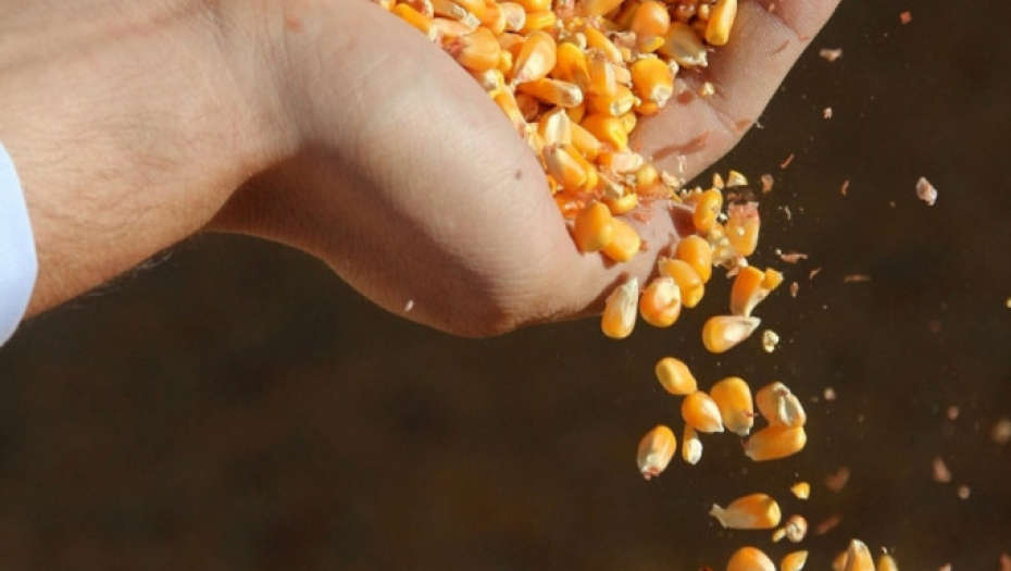 MOMAK TVRDI DA JE ŽRTVA VRADŽBINA I DA SE PLAŠI ZA ŽIVOT: Kao bebi u pelenu mu stavljeno 7 zrna kukuruza, evo kako se gata ovom "metodom"