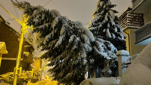 SAVILO SE DRVEĆE POD TERETOM SNEGA Nestvarne slike posledica mećave sa Banjice i Železnika (FOTO/VIDEO)