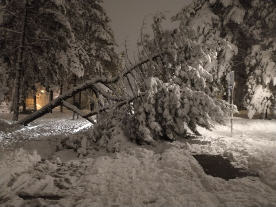 Šta se dešava sa drvećem koje se slomilo tokom snežne oluje?