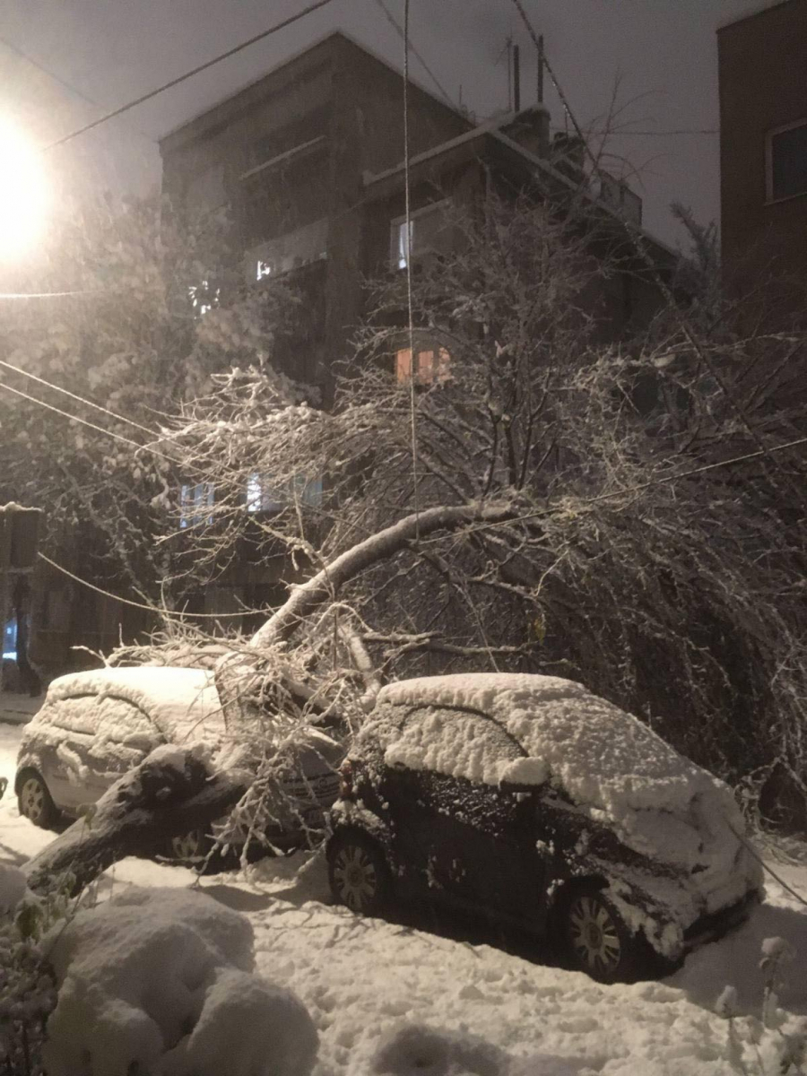 SNEŽNA STIHIJA GUTA SVE PRED SOBOM Drvo palo na automobil na Zvezdari! (FOTO)