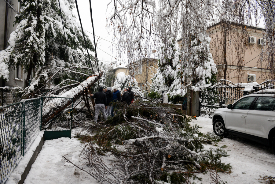 GRADSKO ZELENILO INTERVENISALO 750 PUTA Radojičić: Nastala šteta biće nadoknađena građanima!
