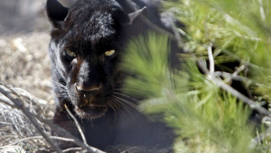 POTRAGA ZA CRNIM PANTEROM JOŠ TRAJE Stručnjaci upozorili: Veoma je nepredvidiv i lako se skriva (FOTO)